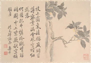 カシアの木（アルバムの葉、紙にインク、彩色）