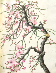 桃の花（紙の色）