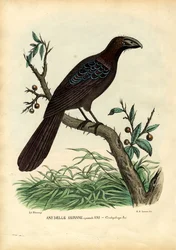 アニ、1863-79