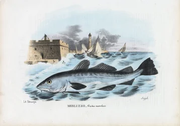大西洋タラ、1863-79