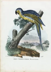 青と黄色のコンゴウインコ、1863-79
