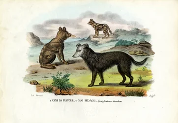 犬