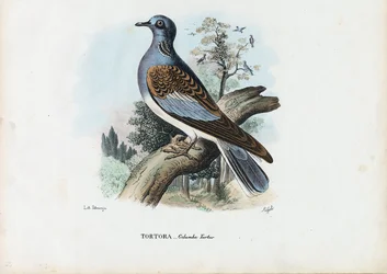 ヨーロッパのカメ鳩、1863-79