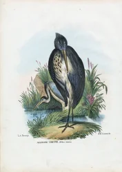 アオサギ、1863-79