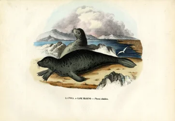 ハーバーシール、1863-79