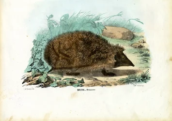 ハリネズミ、1863-79