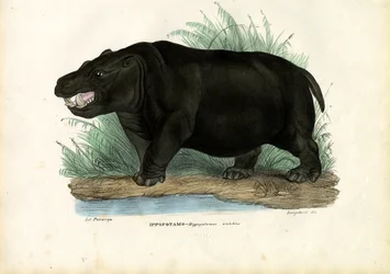 カバ、1863-79