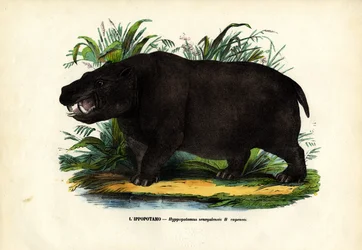 カバ、1863-79