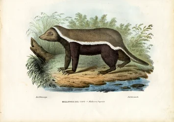 ハニーバジャー、1863-79