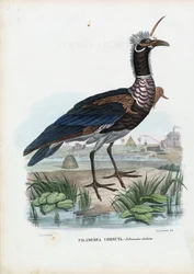 ホーンスクリーマー、1863-79