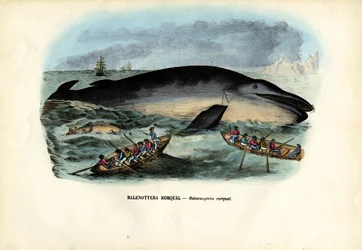 ザトウクジラ、1863-79