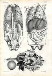 腸、1863-79