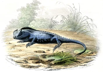 リュウグウノツカイ（Lyriocephalus margaritaceus） - ベルナール・ジェルマン・ド・レスペード（1856-1925）著『自然史』（P.Furme版、パリ）より抜粋。