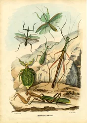 葉虫、1863-79