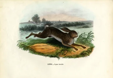 マウンテンヘア、1863-79