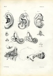 聴覚器官、1863-79