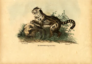 パンパス猫、1863-79