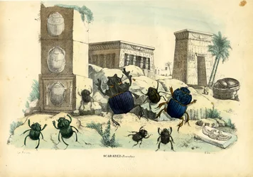 スカラベカブトムシ、1863-79
