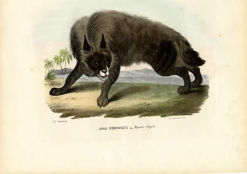 シマハイエナ、1863-79