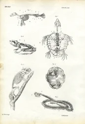 カメ、1863-79