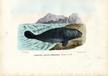 西インドのマナティー、1863-79