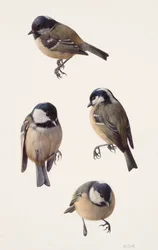 シジュウカラの4つの習作（油彩、紙）