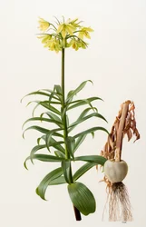 Fritillaria eduardii（油彩・板）