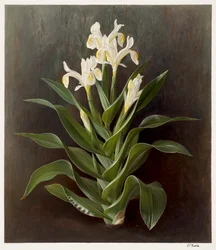 Iris willmottiana alba（紙に油彩）