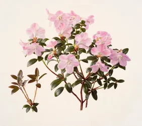 ピンクの花を咲かせたシャクナゲ（油彩・紙）