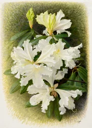 シャクナゲ, 2004 （紙に油彩）