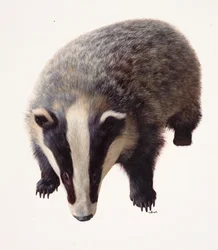 アナグマの習作（油彩・紙）