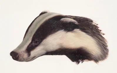 アナグマの頭の習作（油彩・紙）