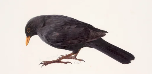 黒鳥の習作（油彩、紙）