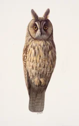 ミミズクの習作（油彩・紙）