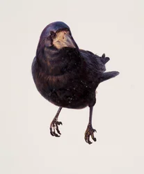 カラスの習作（油彩・紙）