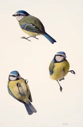 青いシジュウカラの3つの習作（油彩、紙）