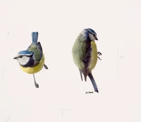 青いシジュウカラの習作2点（油彩、紙）
