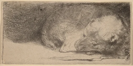 眠る子犬
