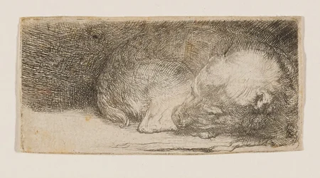眠る子犬