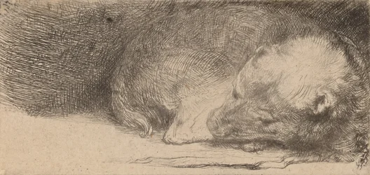 眠っている子犬、c。 1640年。