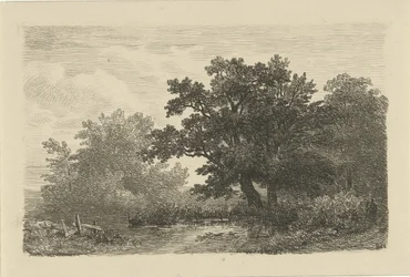 水たまりのそばの木