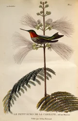 ルビーノド ハチドリ (Archilochus colubris)、「Les trochilidees ou les colibris et les oiseaux-mouches」からの彫刻