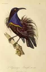 パラダイス ライフルバード (Ptiloris paradiseus) の成人男性、極楽鳥とエピマグの自然史からの彫刻