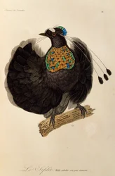 西部のパロティア (Parotia sefilata) の成人男性、極楽鳥とエピマグの自然史からの彫刻