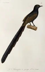 ゴルゲット 極楽鳥のメス、極楽鳥とエピマグの自然史からの彫刻