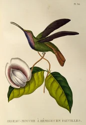Lazulin Sabrewing (Campylopterus falcatus)、トロチルドまたはハチドリとハチドリからの彫刻
