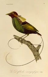 壮大な極楽鳥 (Cicinnurus magnificus) の男性、極楽鳥とエピマグの自然史からの彫刻