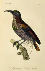 パラダイス ライフルバードの若いオス (Ptiloris paradiseus)、極楽鳥とエピマグの自然史からの彫刻