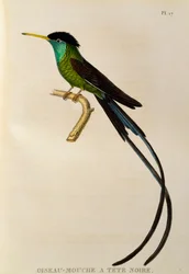 アカハシフキナガシハチドリ (Trochilus polytmus)、『ハチドリ類、すなわちコリブリとハチドリ』所収の版画