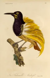 極楽鳥の自然史とエピマグの彫刻